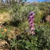 Abundant Dichelostemma capitatum in vicinity of Sheep Spring, south of Ridgecrest CA (lupine)