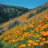  (California Poppy), Tepusquet