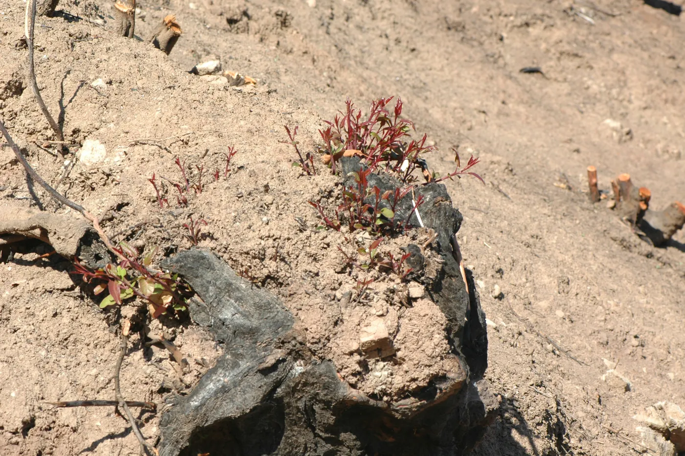 Tea Fire, vegetation regrowth.