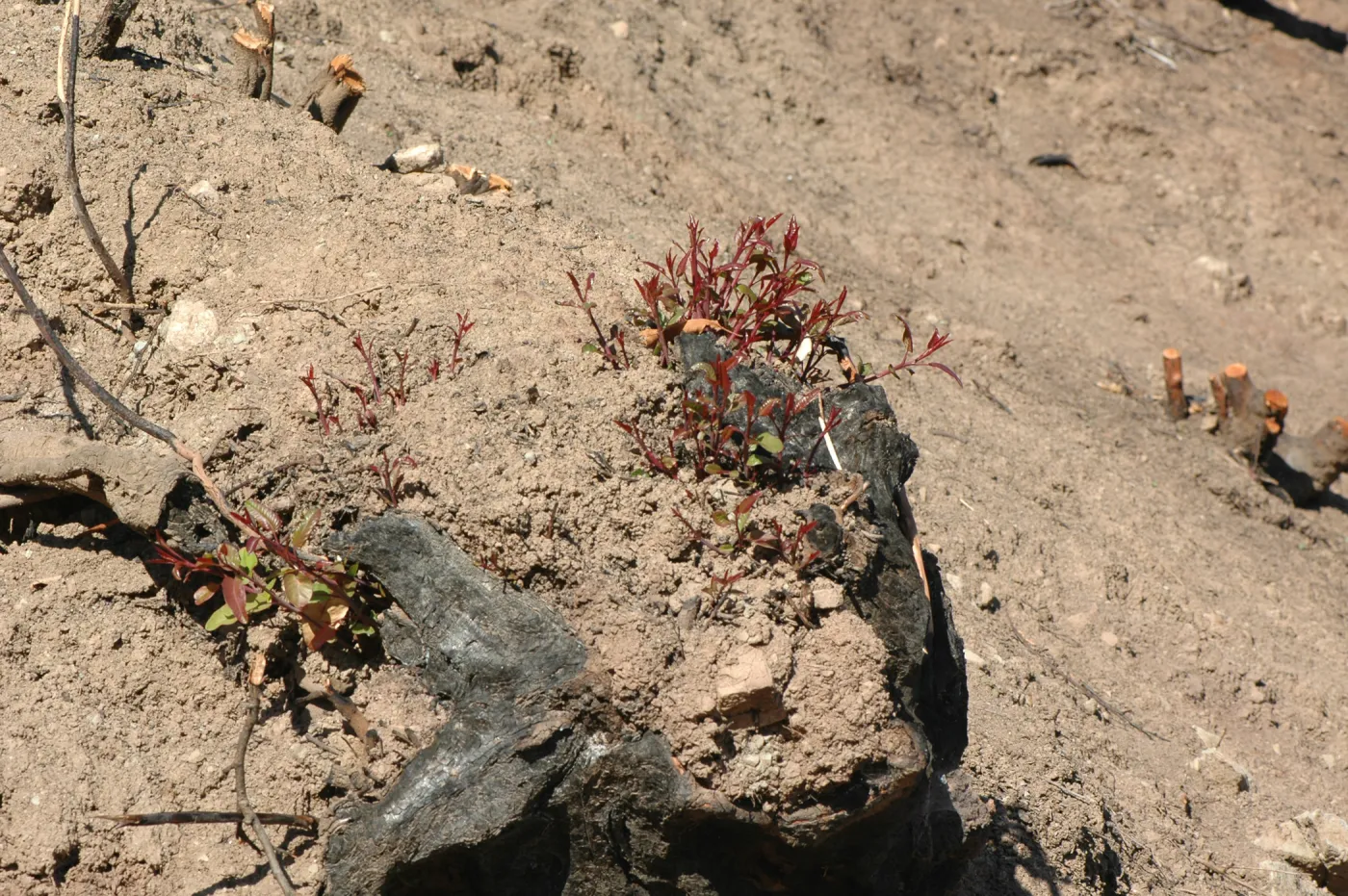 Tea Fire, vegetation regrowth.