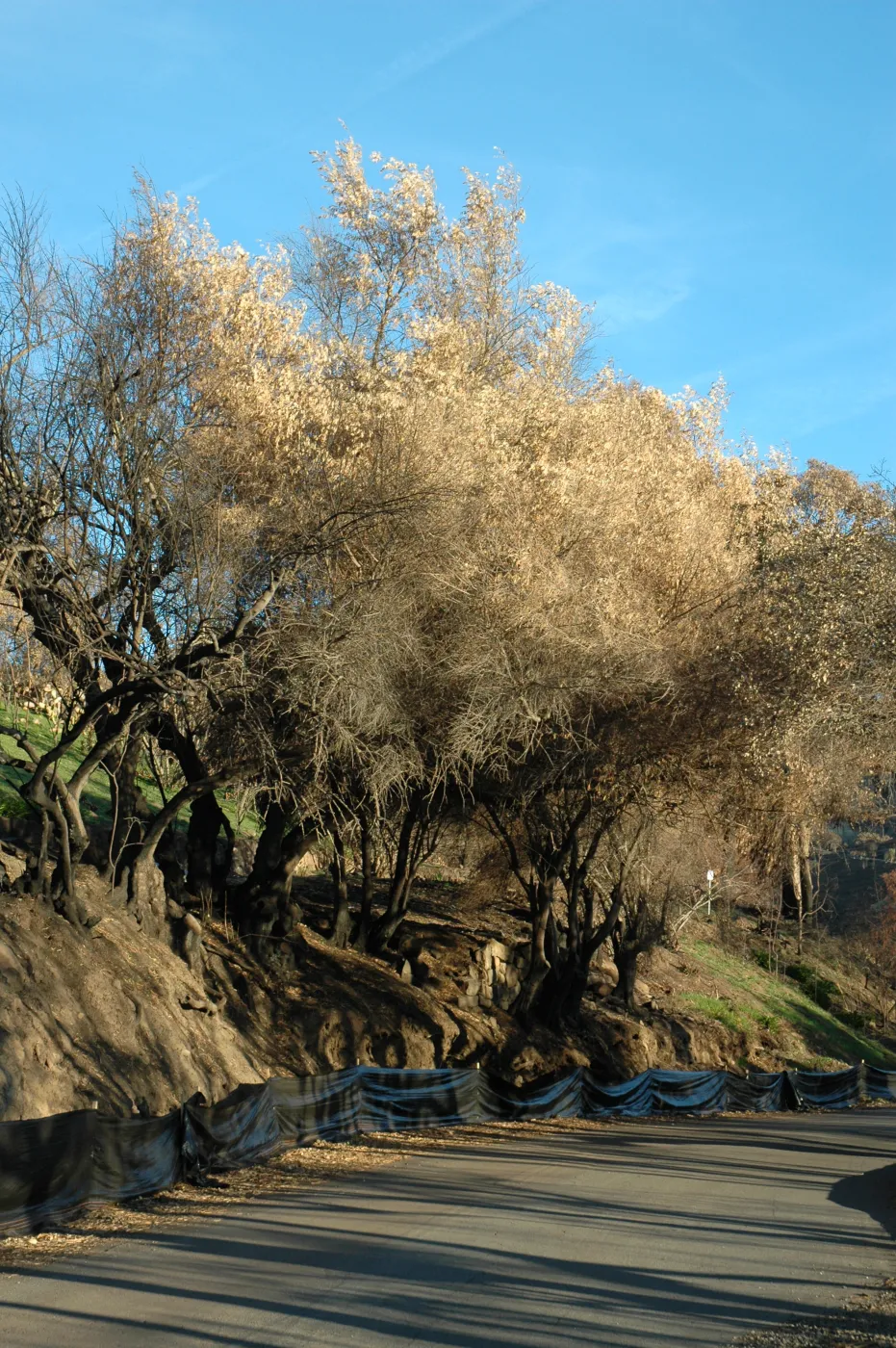 Tea fire, Mountain Drive, Olea europea