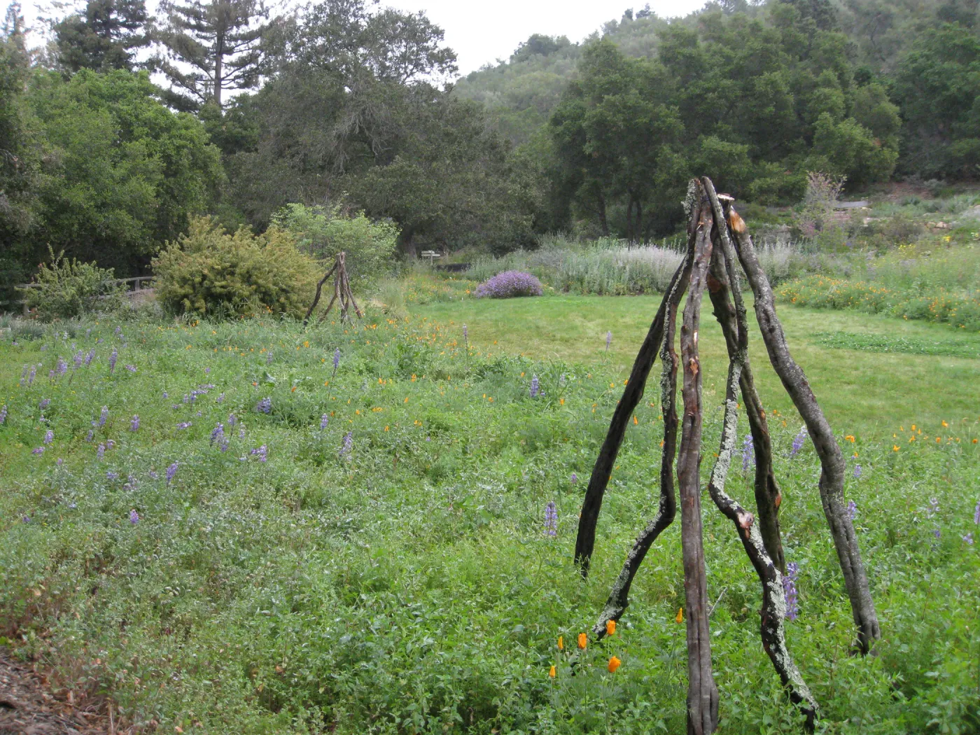 Meadow border