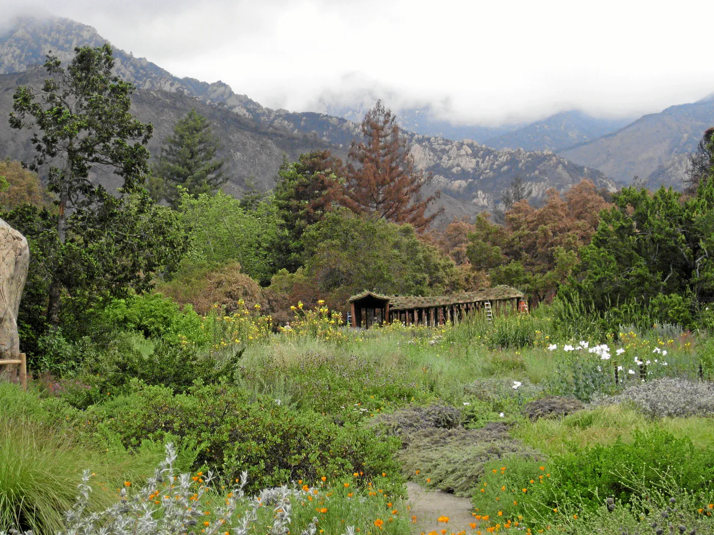 Roof of Herb Parker structure being planted after Jesusita fire