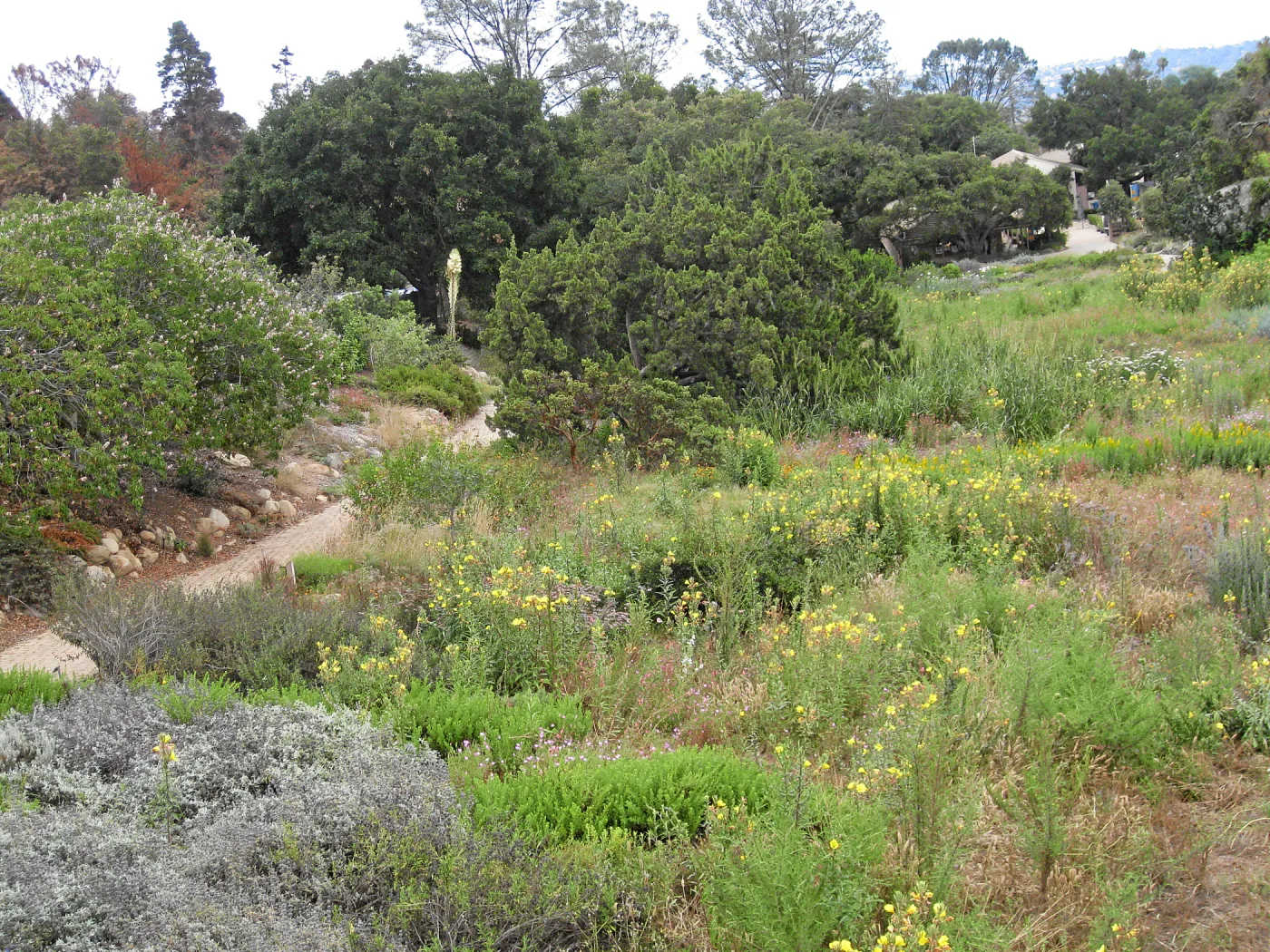 SBBG Meadow as seen from roof of Herb Parker structure