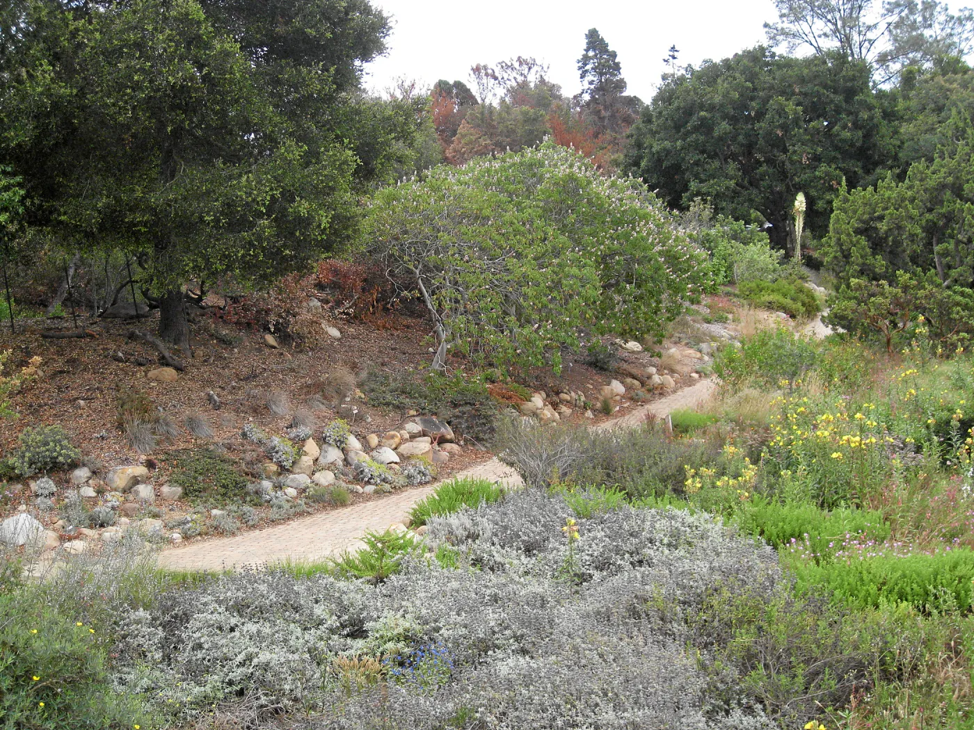 East side of Meadow and the parking lot bank as seen from the Herb Parker structure