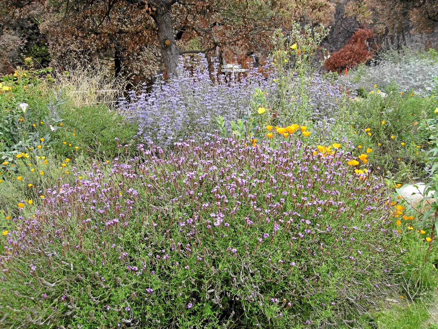 Verbena 'De la Mina'