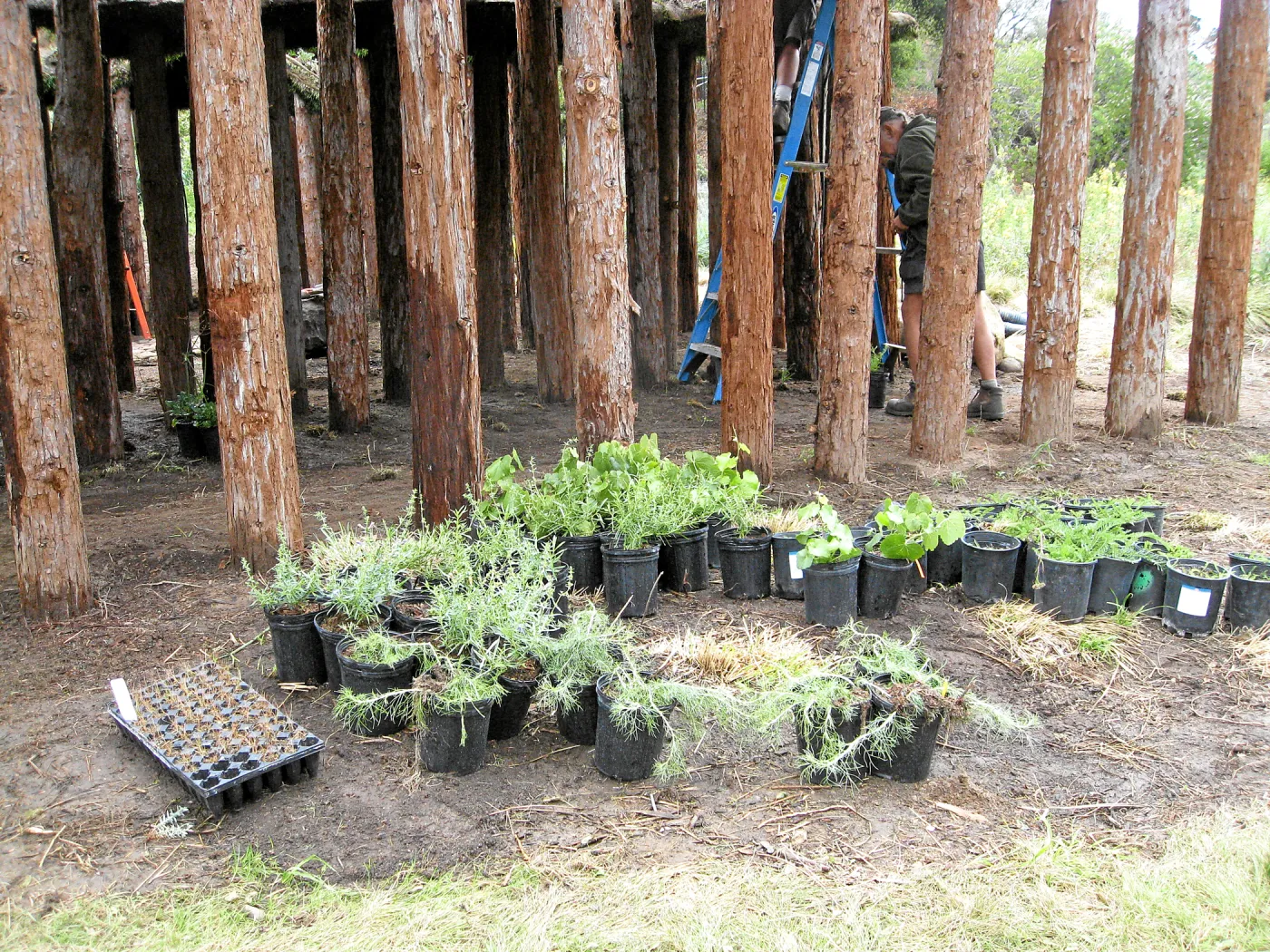 Roof of Herb Parker structure being planted