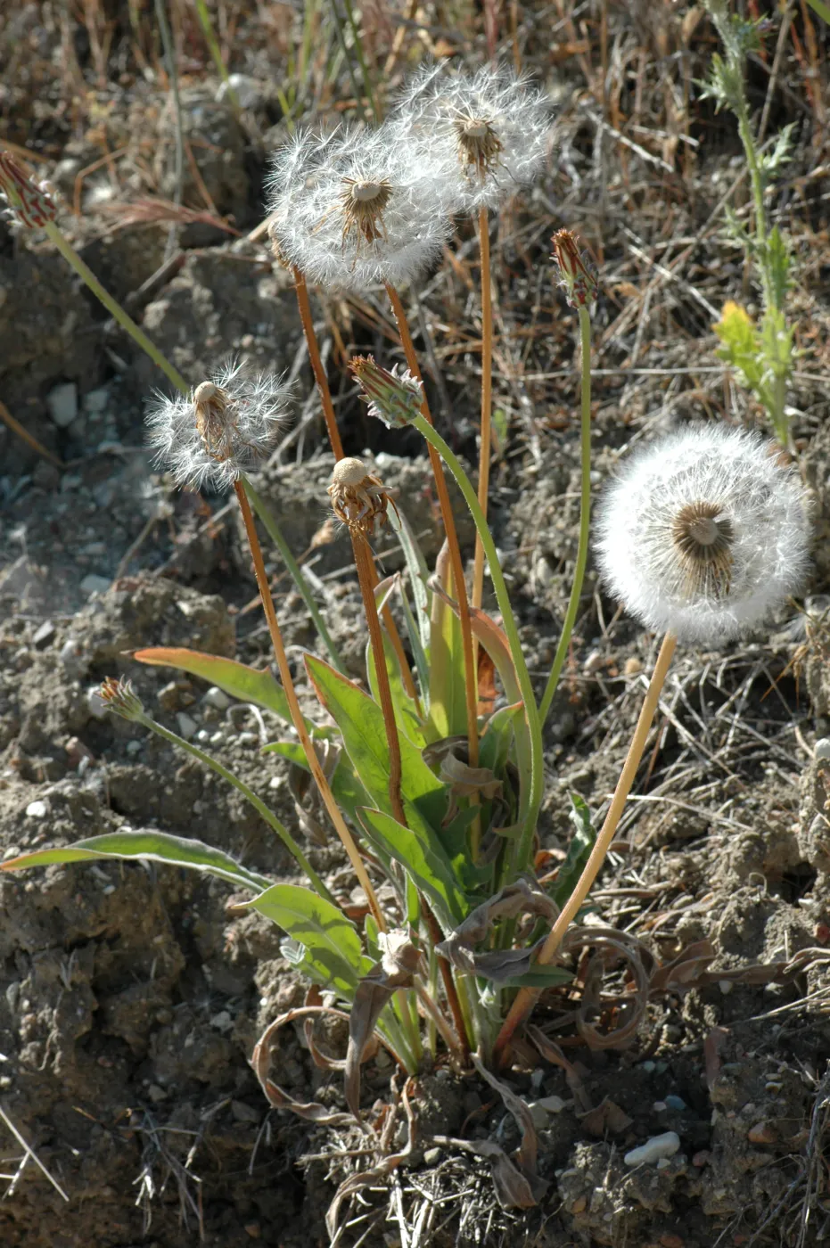 Agoseris grandiflora