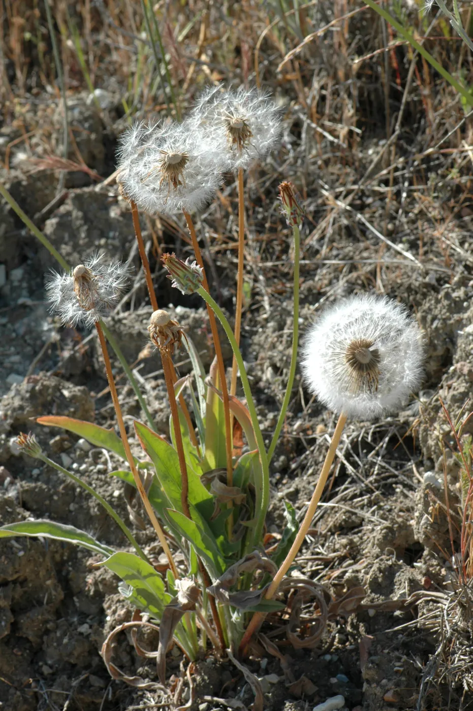 Agoseris grandiflora