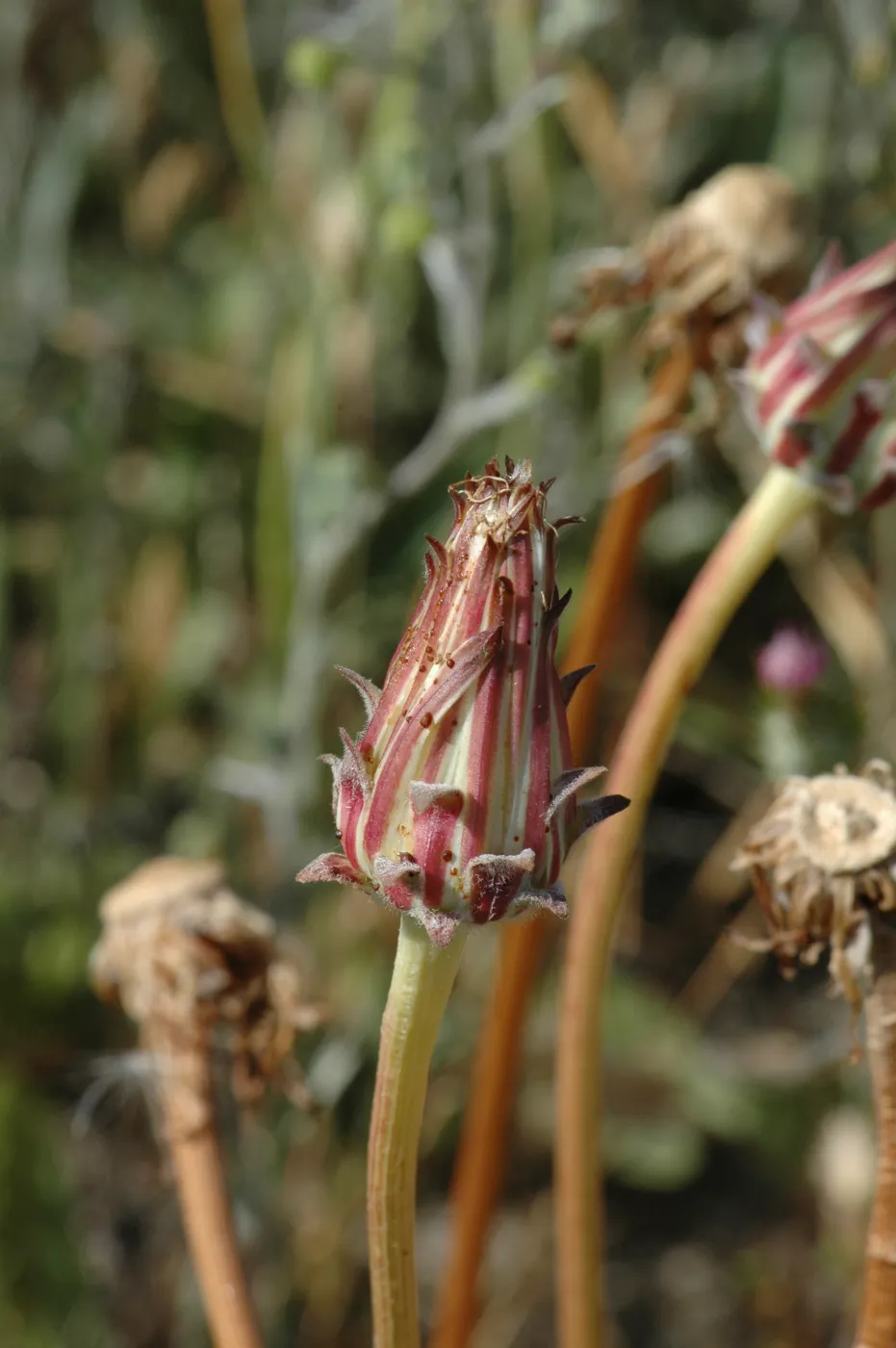 Agoseris grandiflora