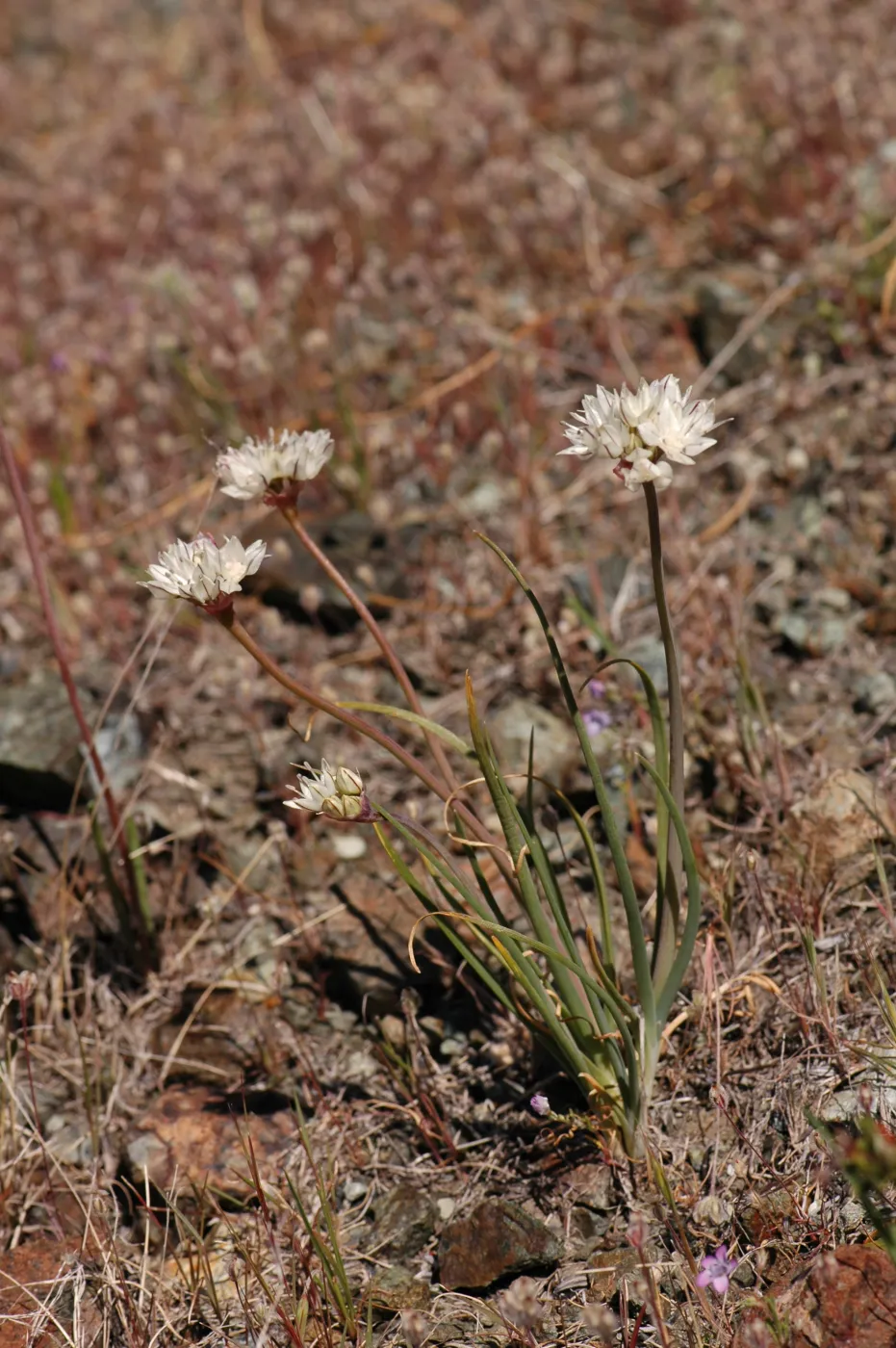 Allium haematochiton