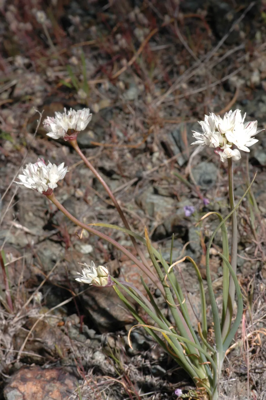 Allium haematochiton
