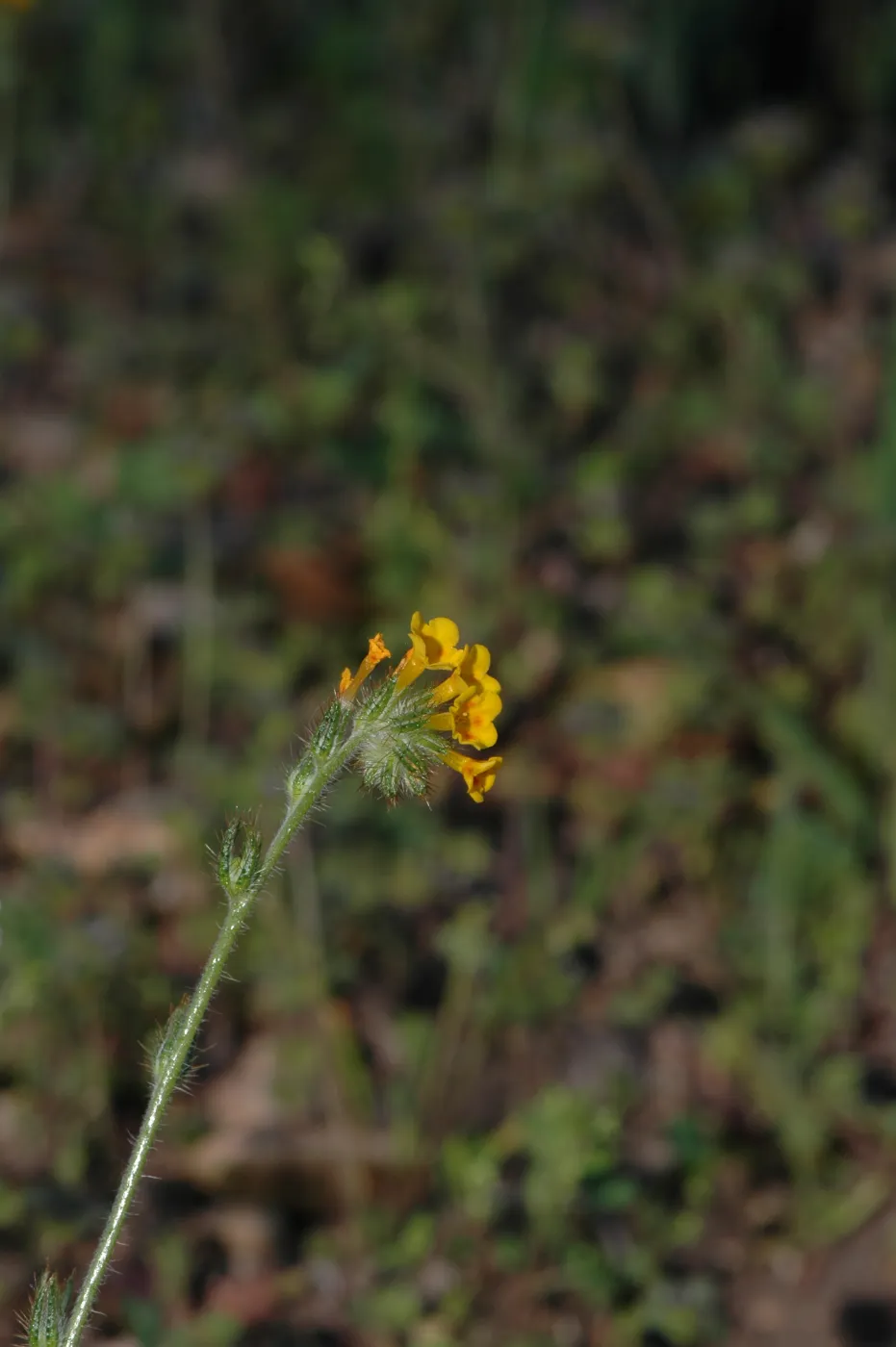 Amsinckia intermedia