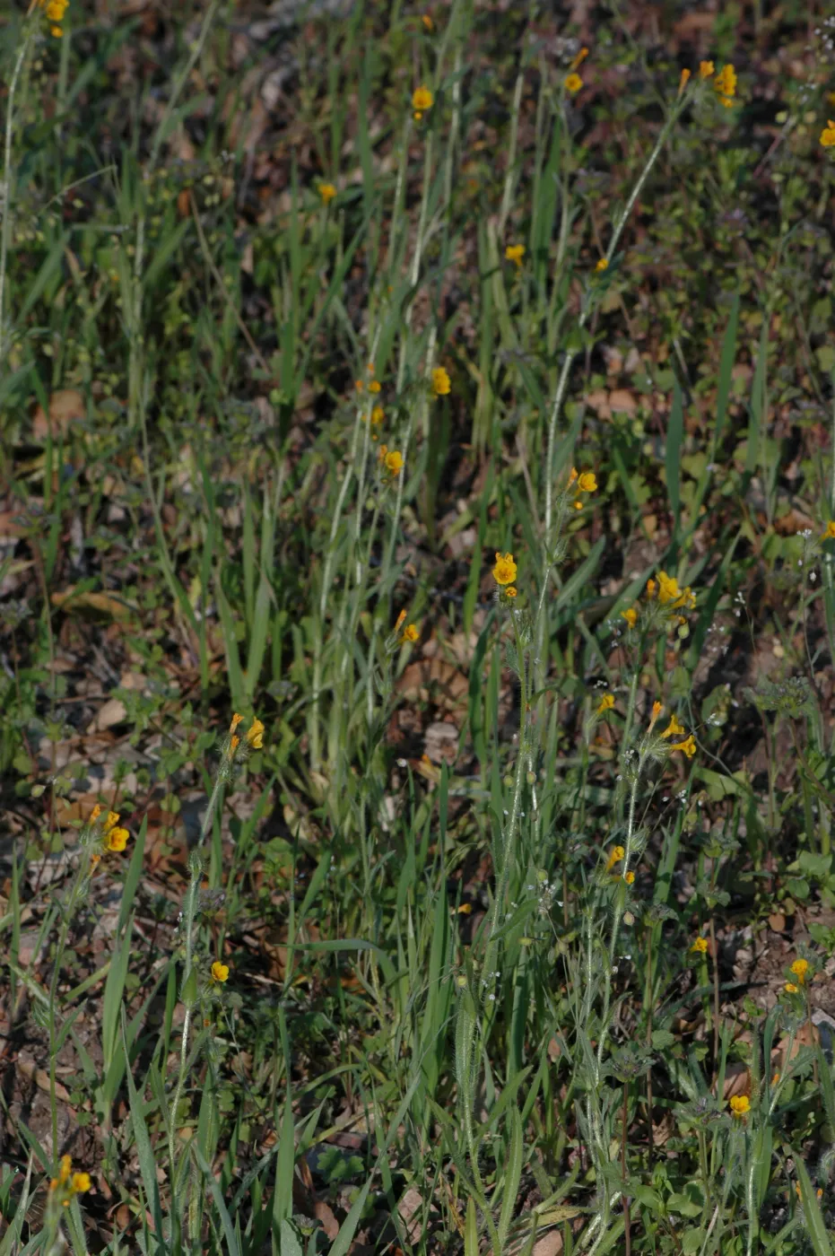 Amsinckia intermedia