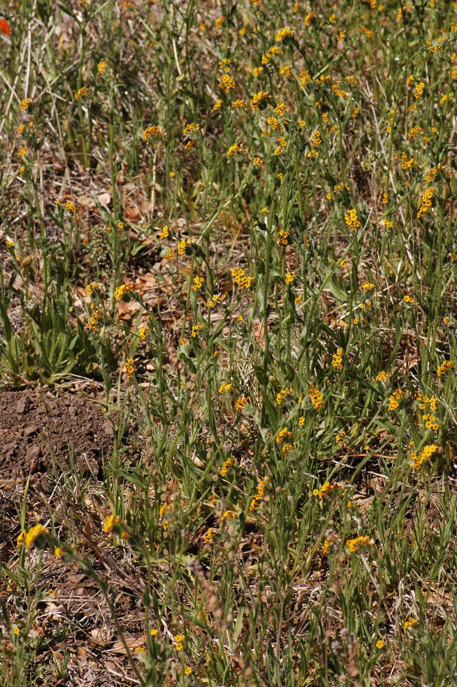 Amsinckia intermedia