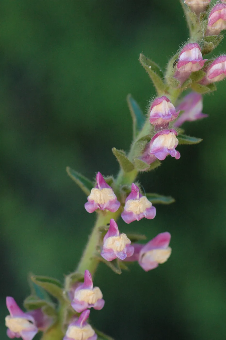 Antirrhinum multiflorum