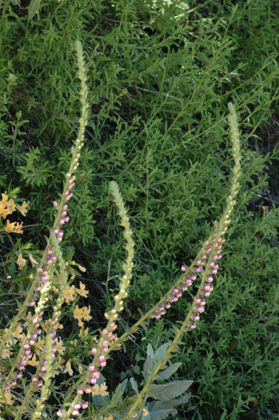 Antirrhinum multiflorum