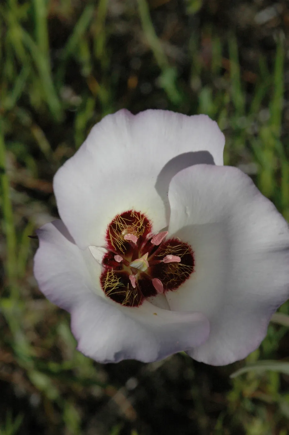 Calochortus catalinae