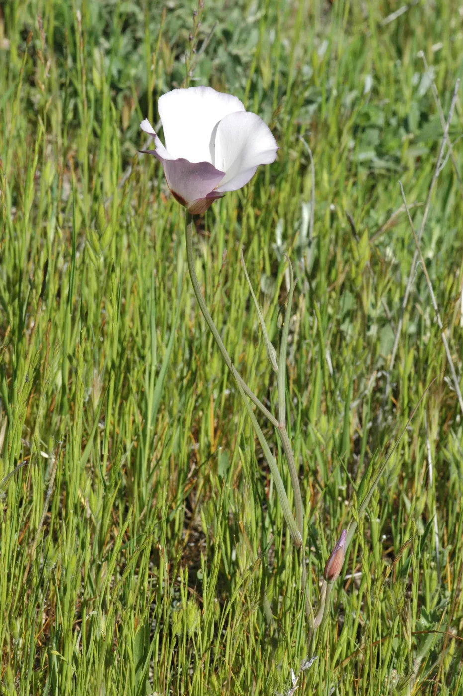 Calochortus catalinae
