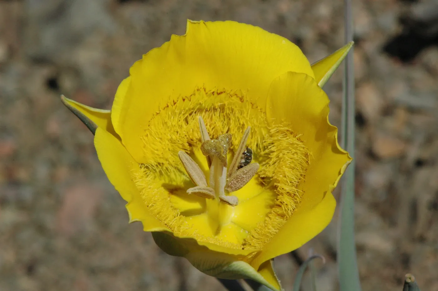 Calochortus clavatus subsp. pallidus