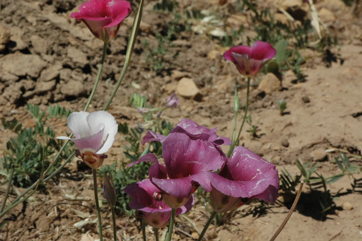 Calochortus venustus