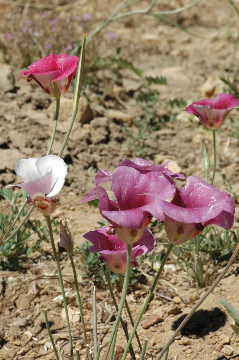 Calochortus venustus
