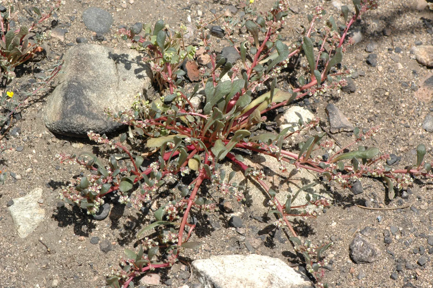 Calyptridium monandrum