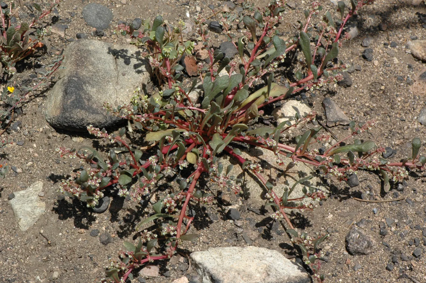 Calyptridium monandrum