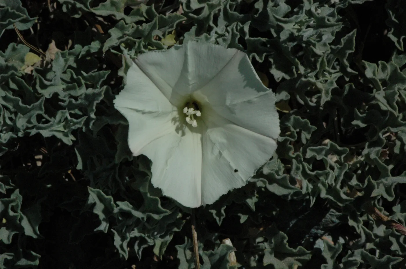 Calystegia collina subsp. venusta