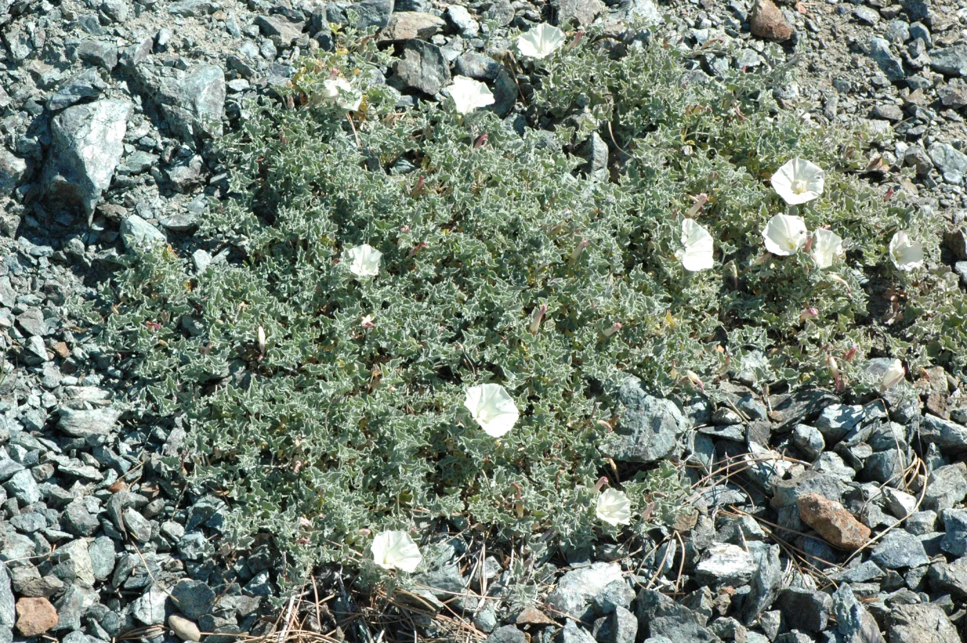 Calystegia collina subsp. venusta