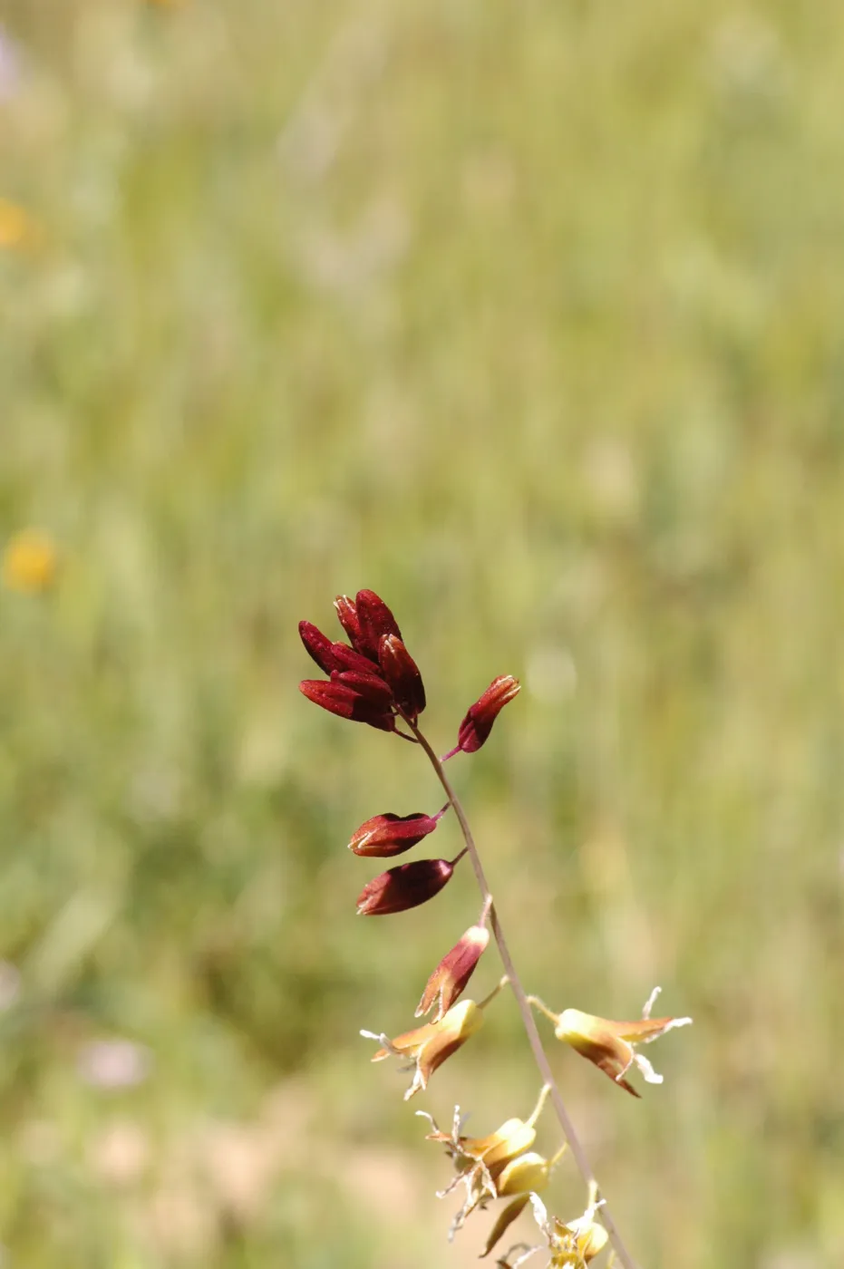Caulanthus coulteri var. lemmonii