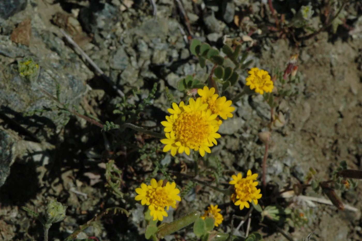 Chaenactis glabriuscula var. glabriuscula