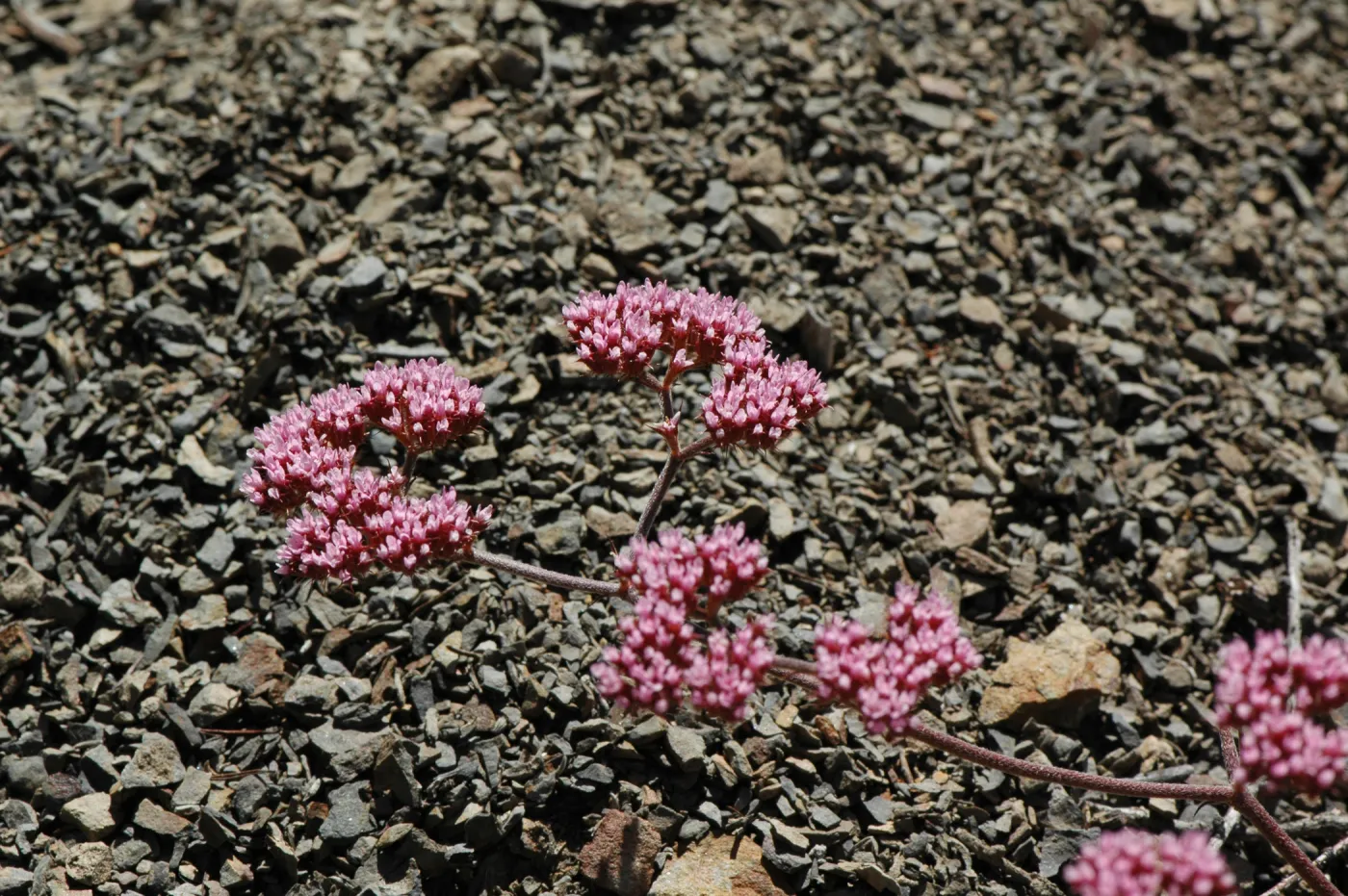 Chorizanthe staticoides