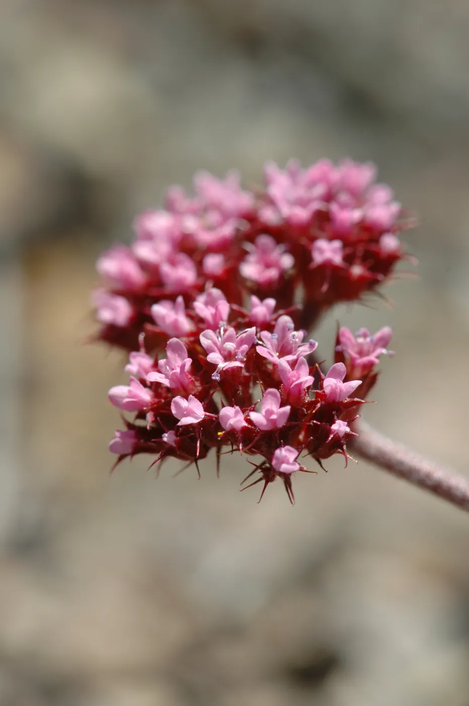Chorizanthe staticoides