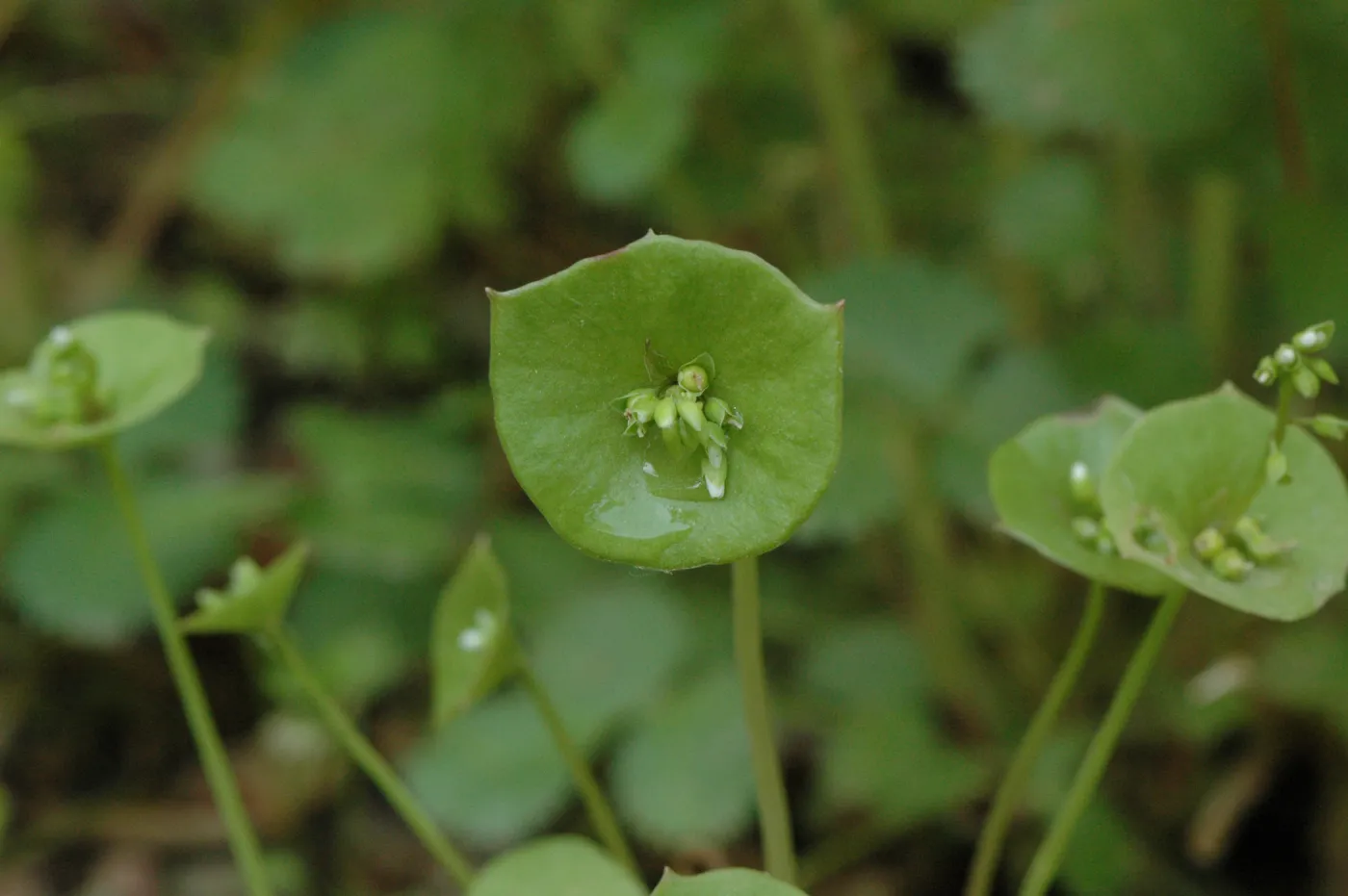 Claytonia perfoliata