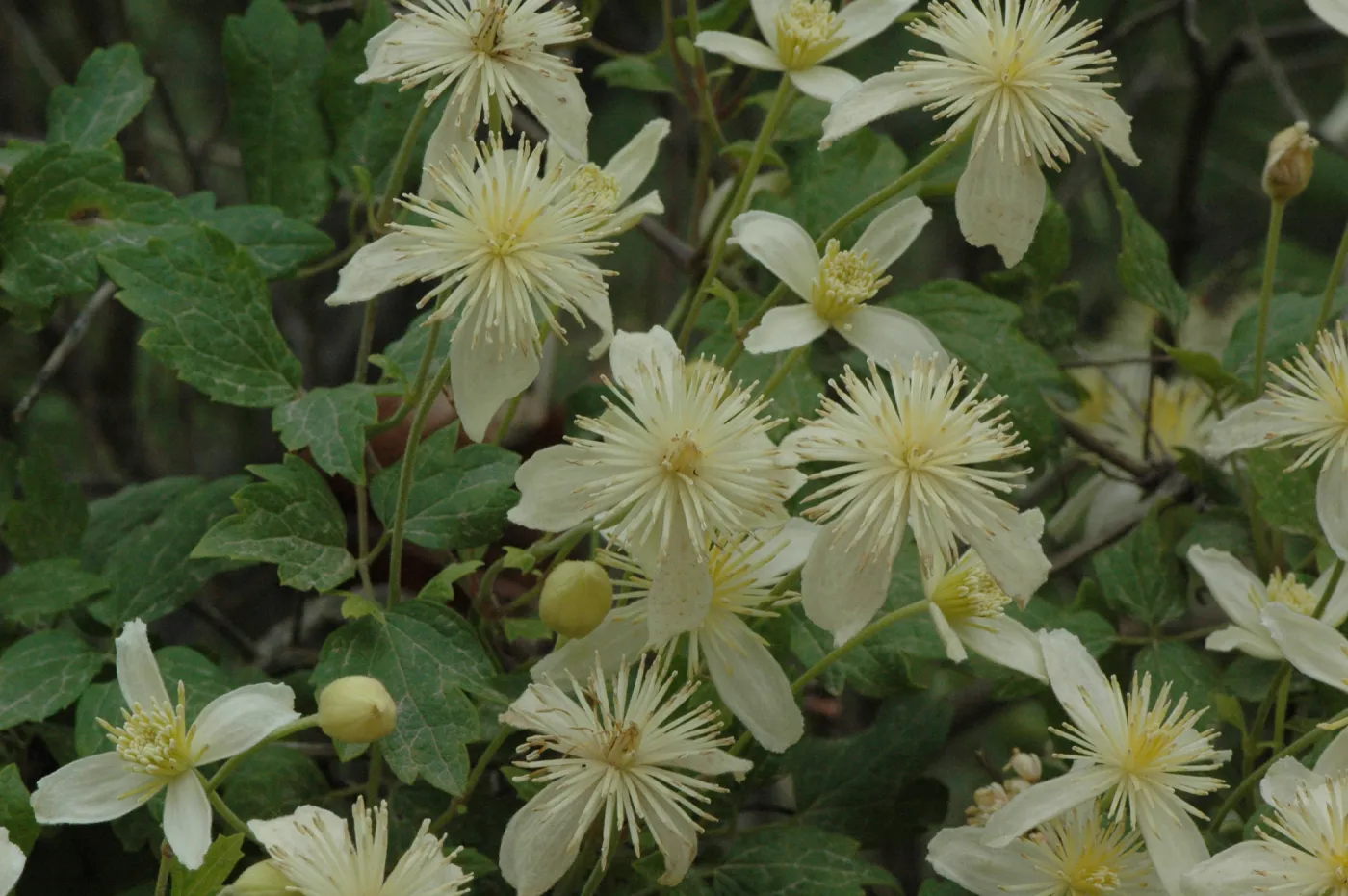 Clematis lasiantha
