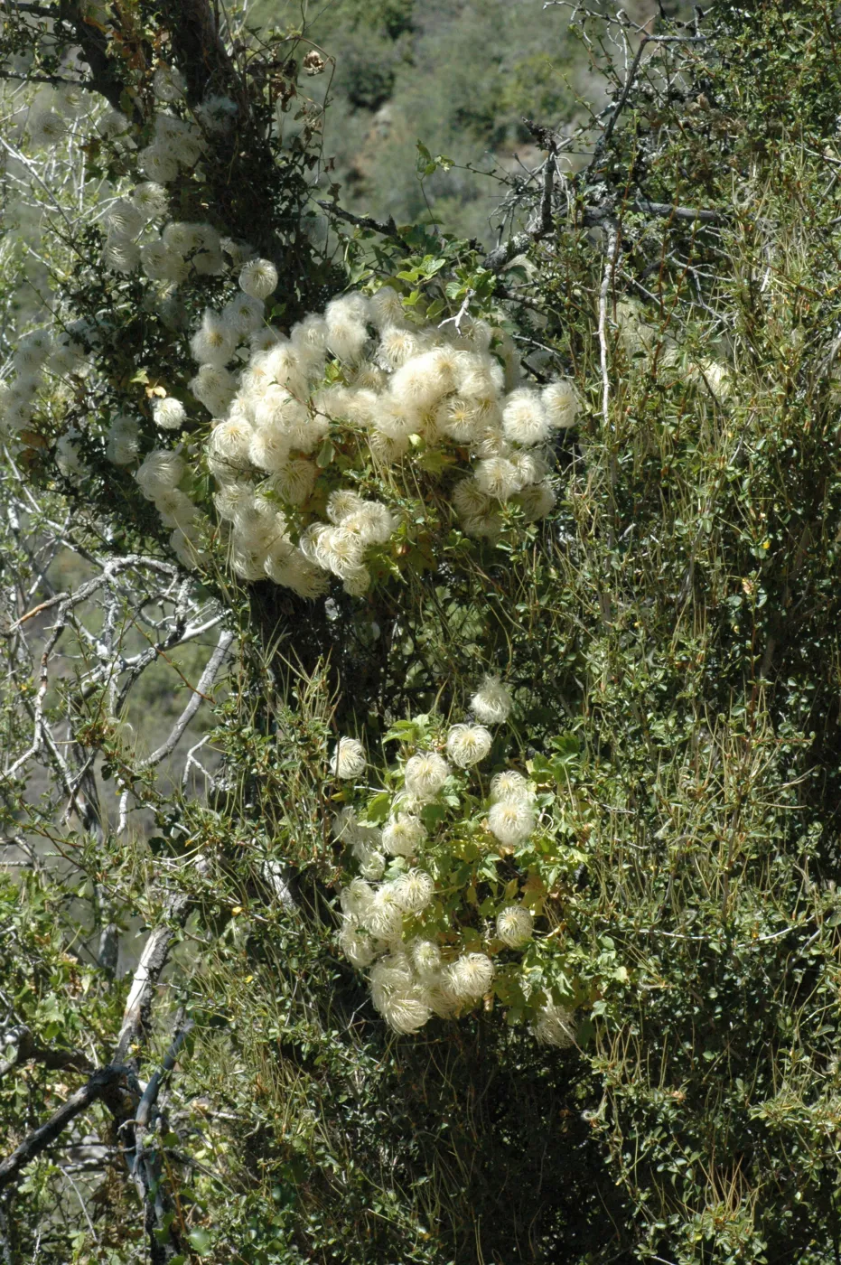Clematis lasiantha
