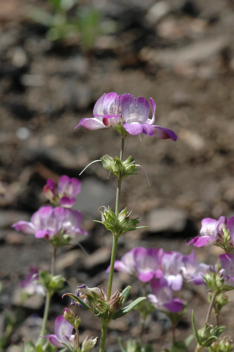 Collinsia bartsiifolia var. davidsonii
