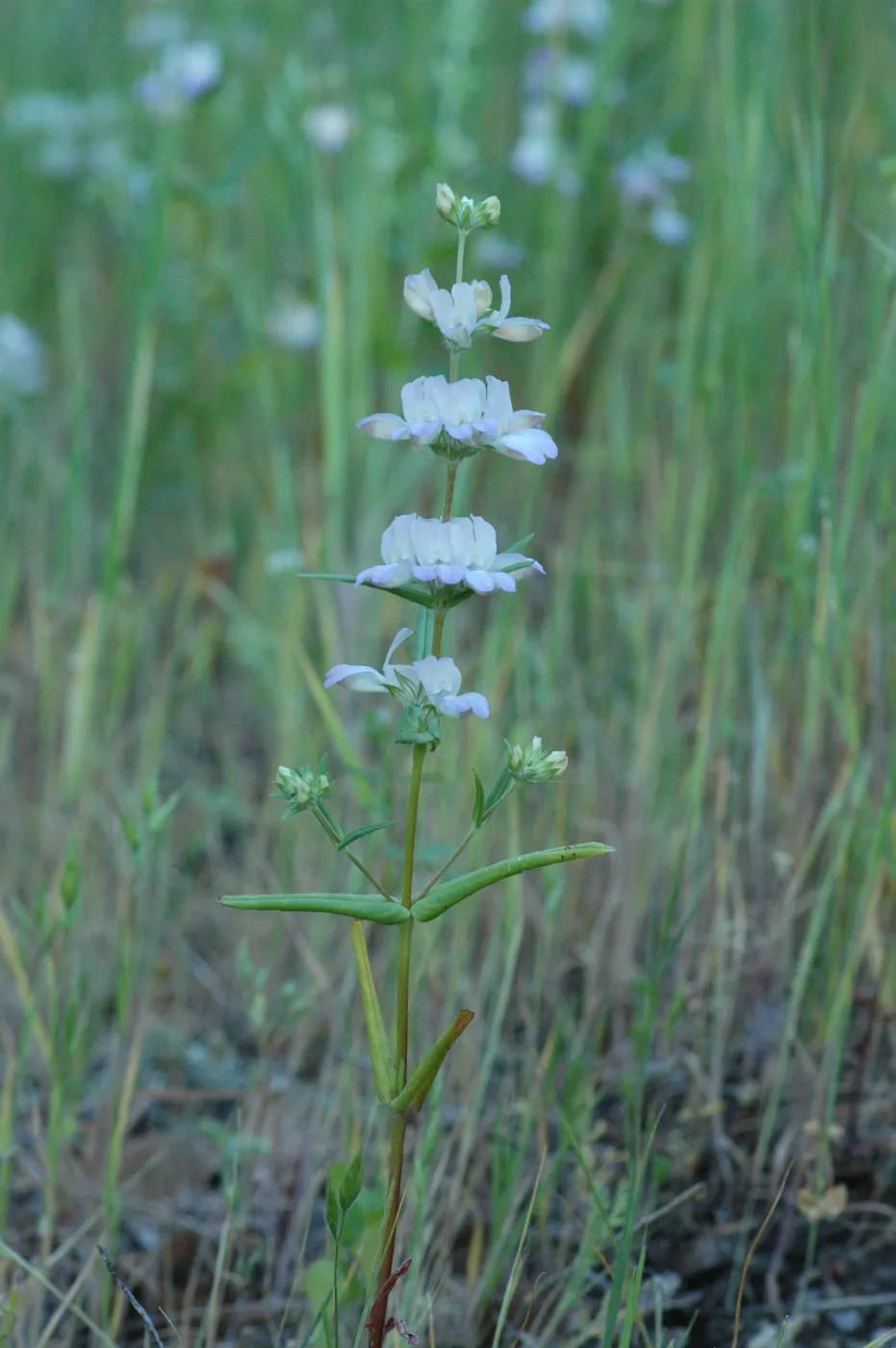 Collinsia heterophylla