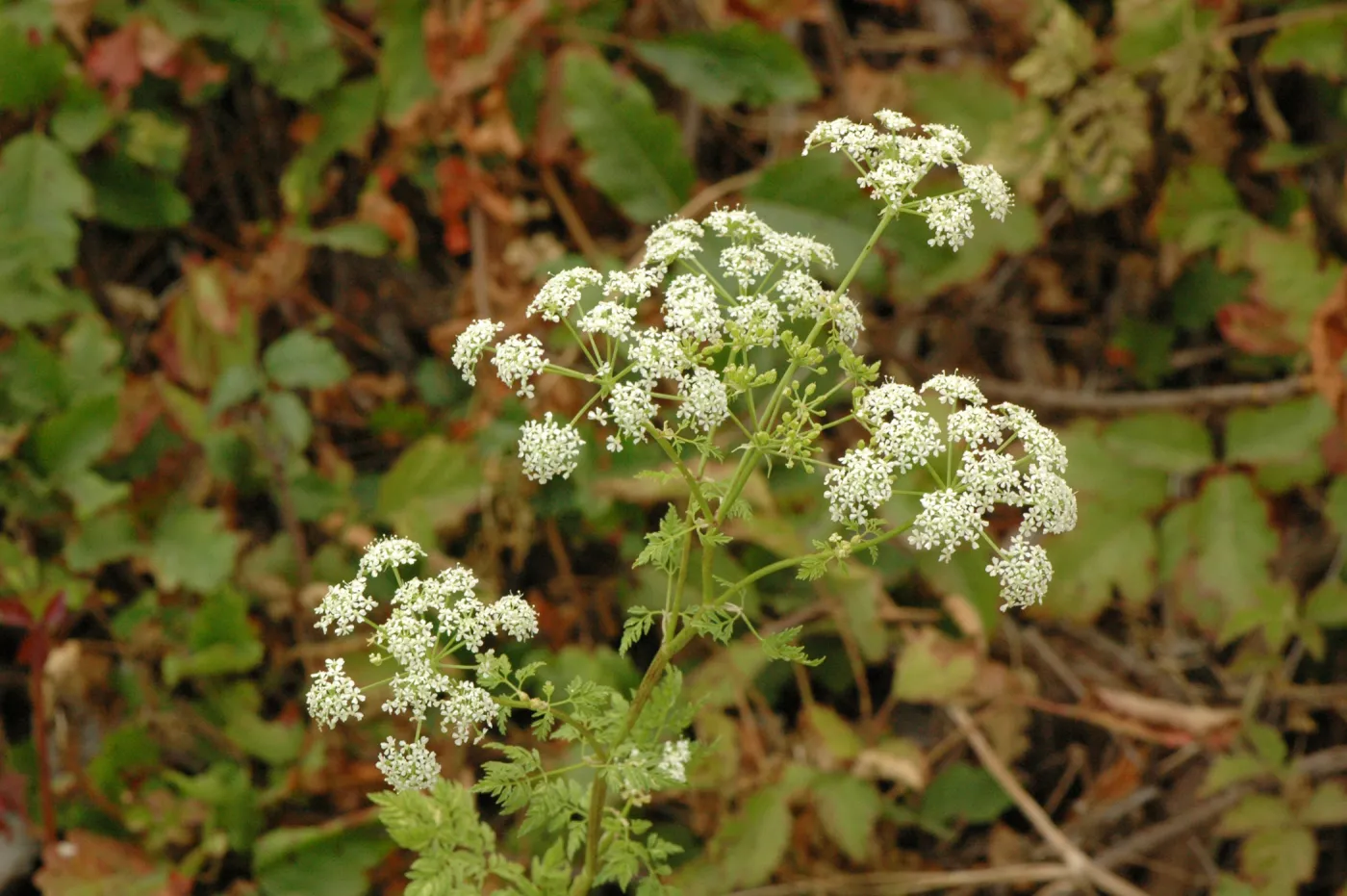 Conium maculatum