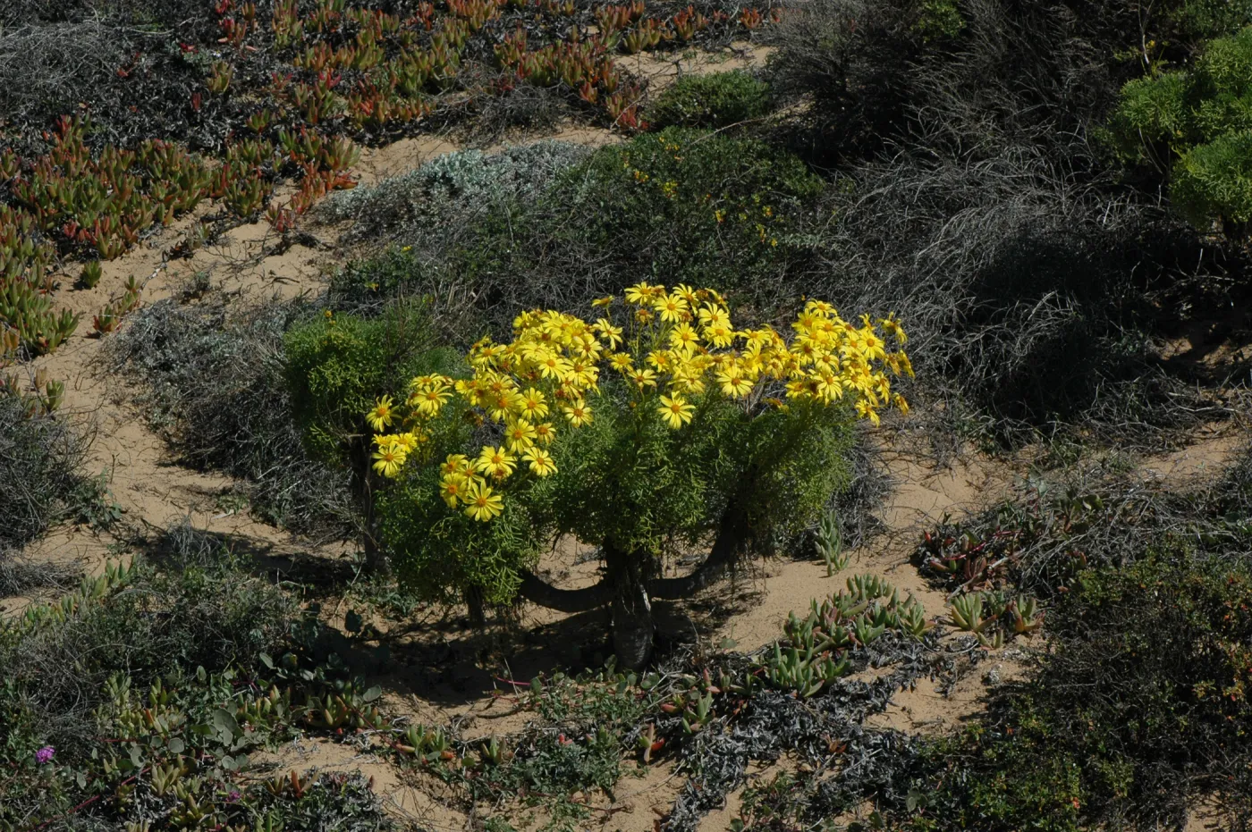 Coreopsis gigantea