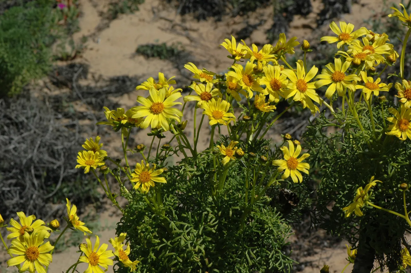 Coreopsis gigantea