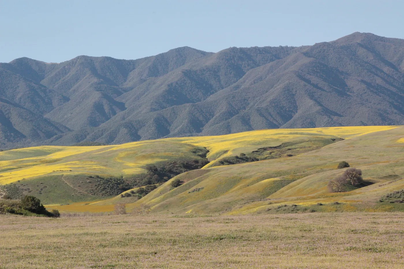 Cuyama Valley wildflower display