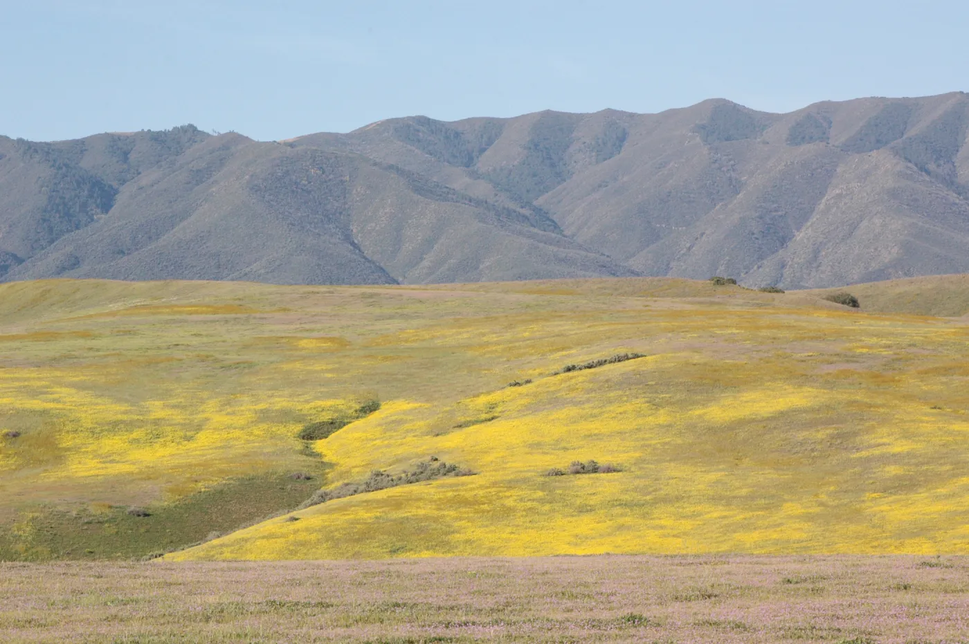 Cuyama Valley wildflower display