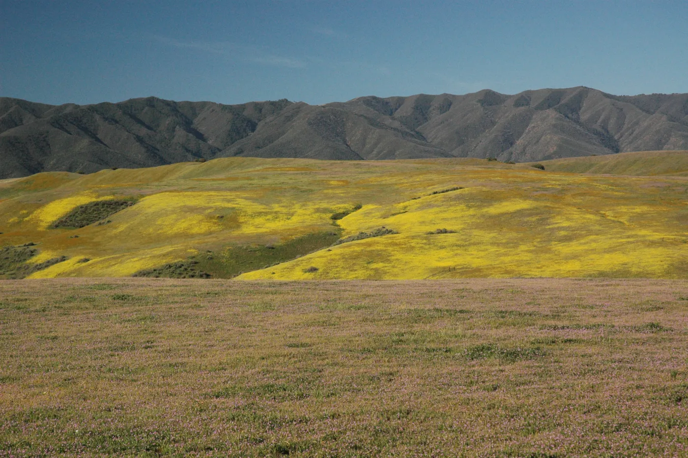 Cuyama Valley wildflower display
