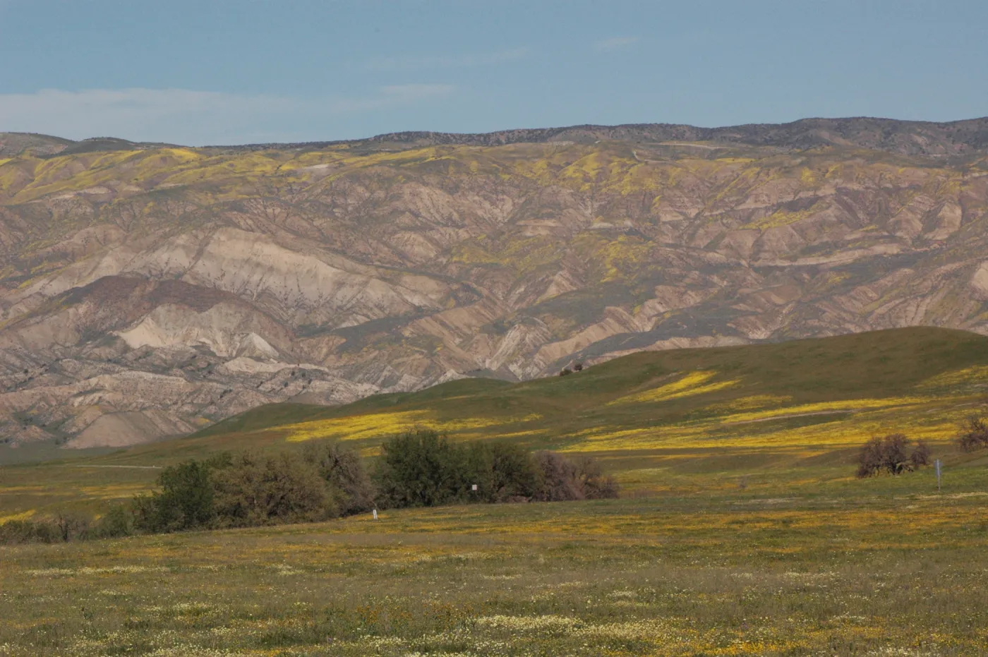 Cuyama Valley wildflower display
