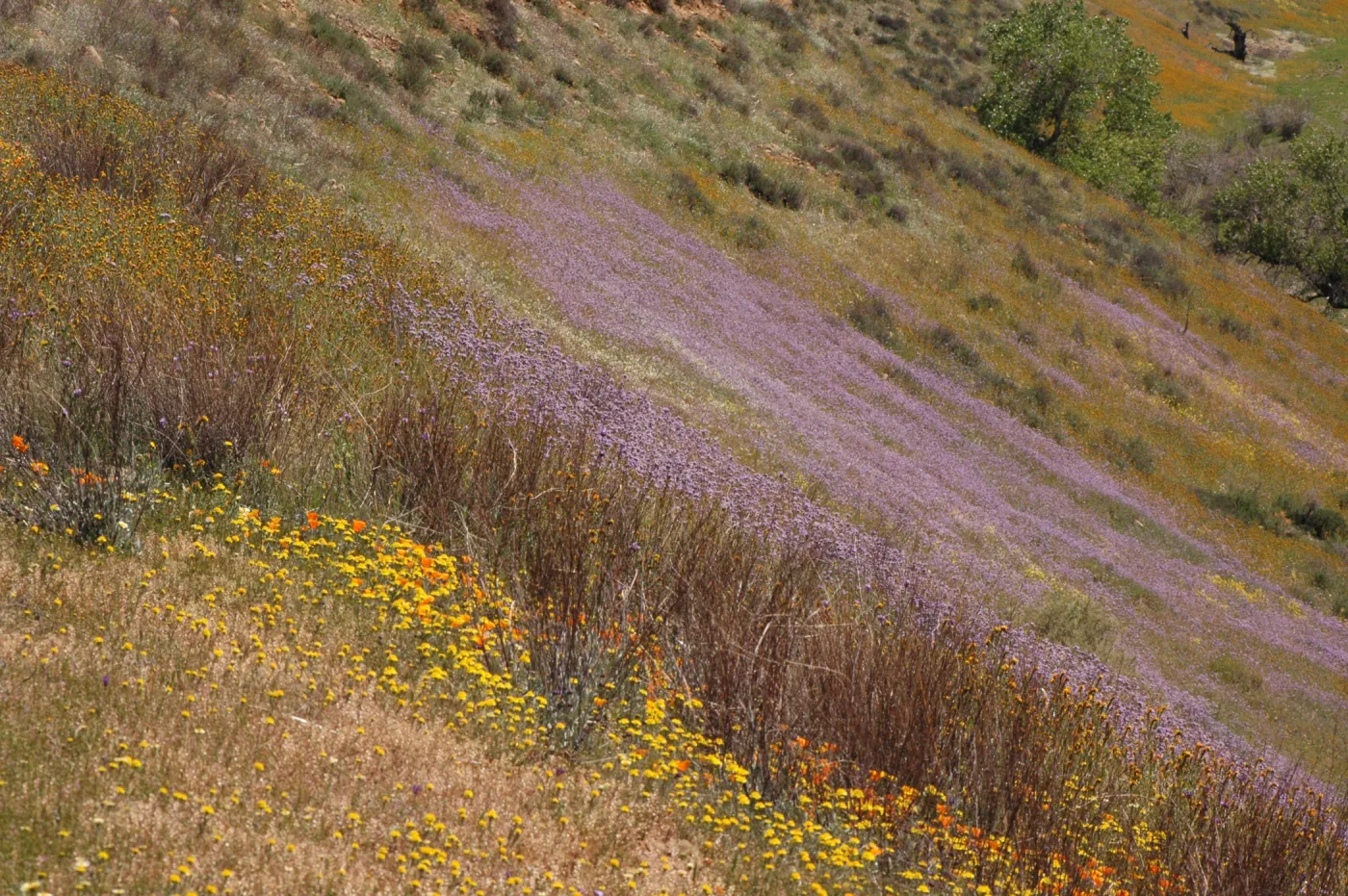 Cuyama Valley wildflower display