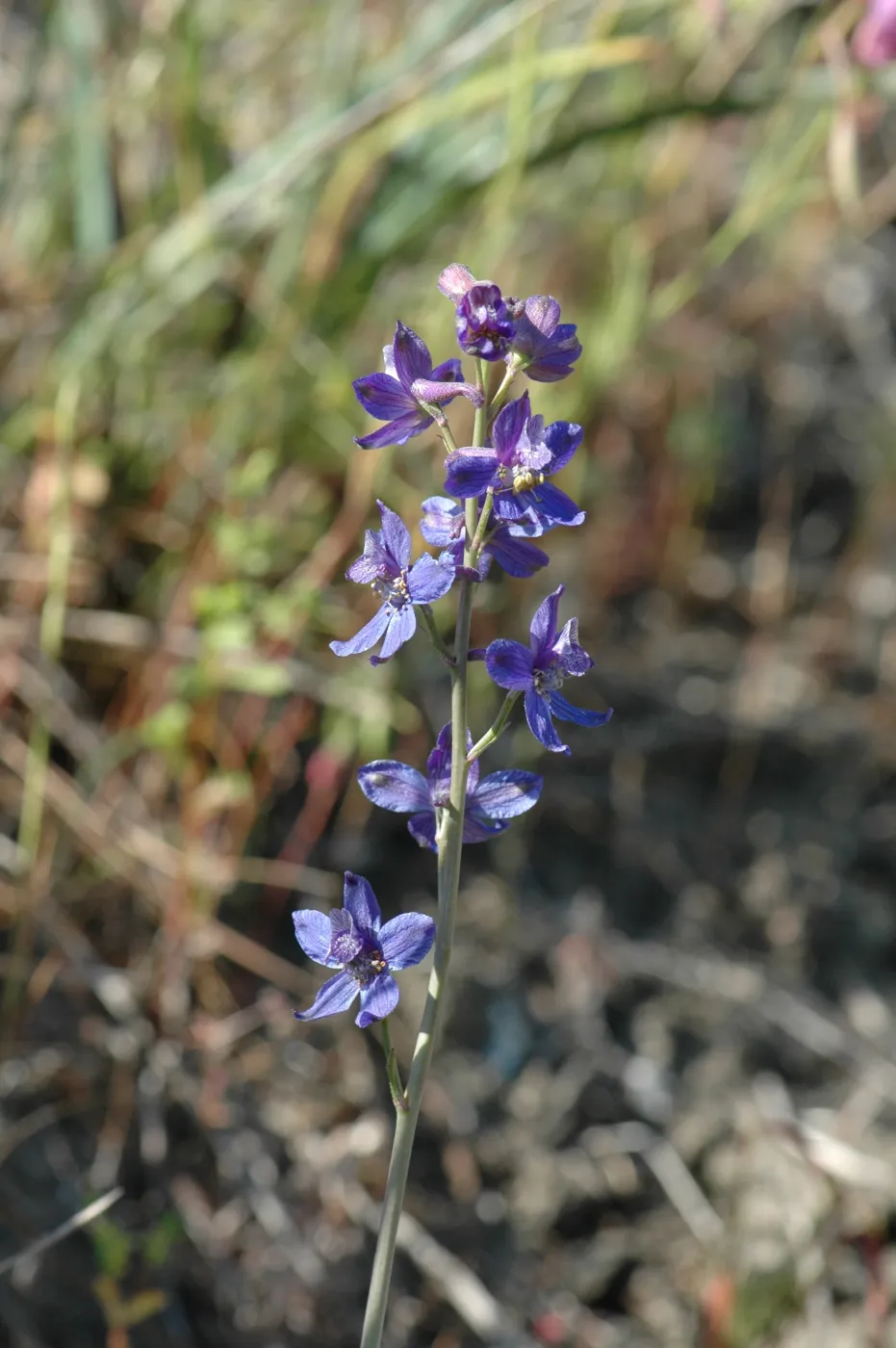Delphinium umbraculorum