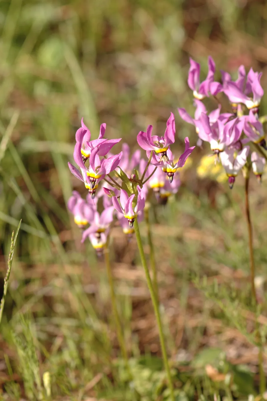 Dodecatheon clevelandii
