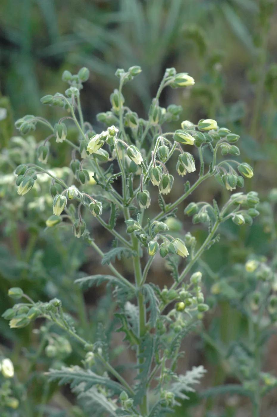 Emmenanthe penduliflora var. penduliflora